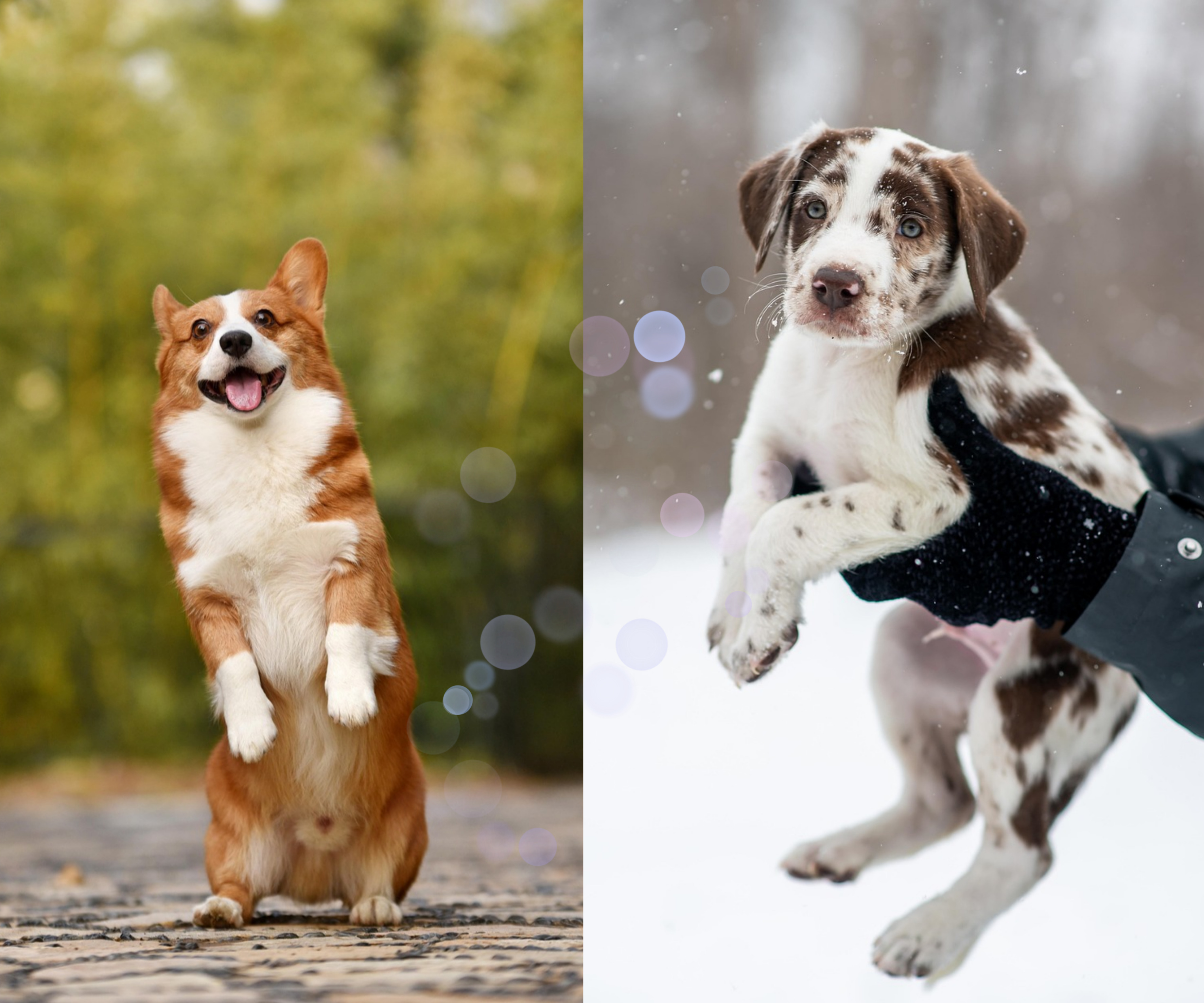 펫 테라피 들어보셨나요? 반려동물이 정신건강에 미치는 영향