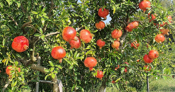 고흥석류피칸농장