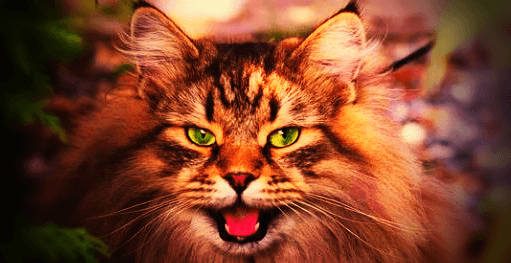 녹색-눈을-가진-고양이