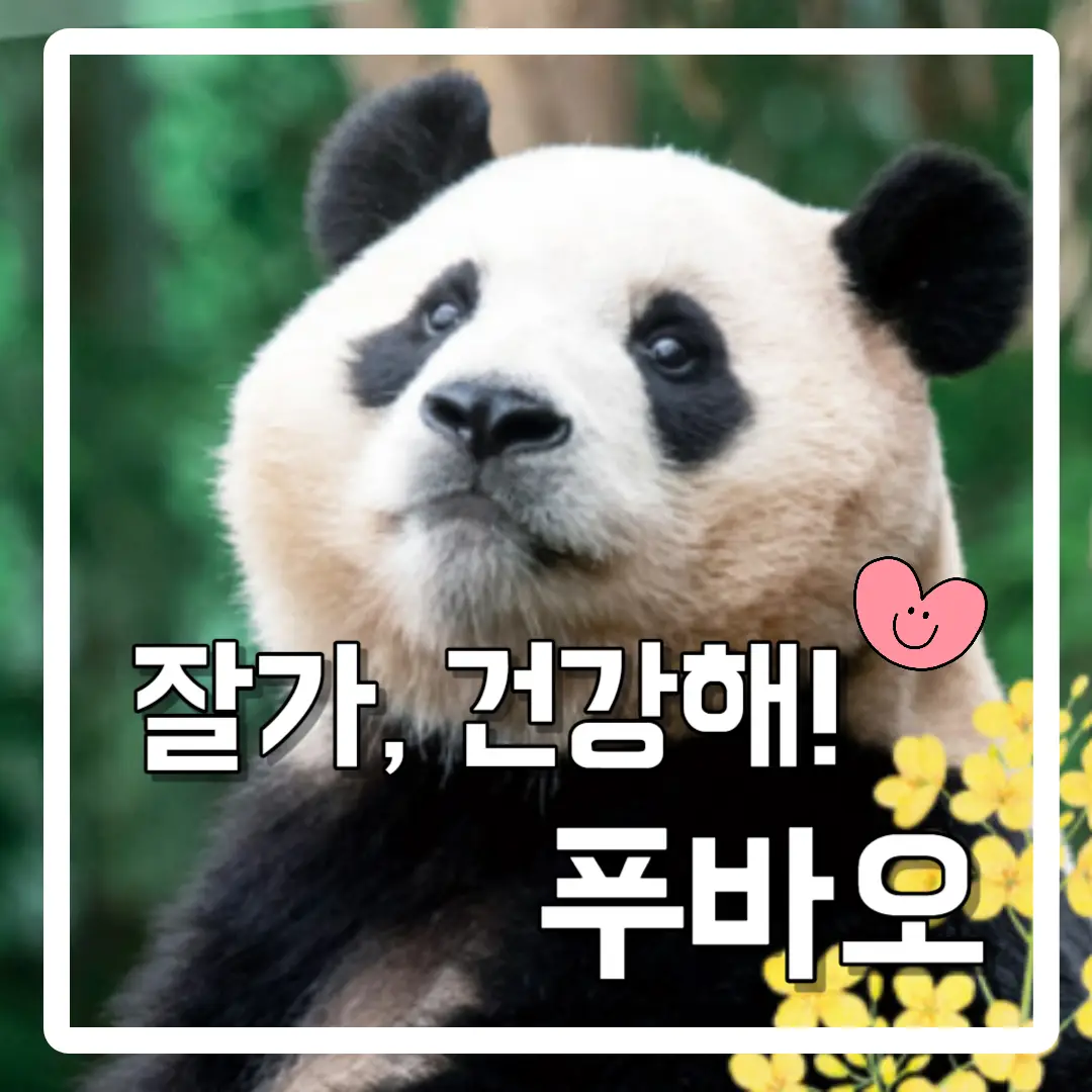 푸바오-중국-반환