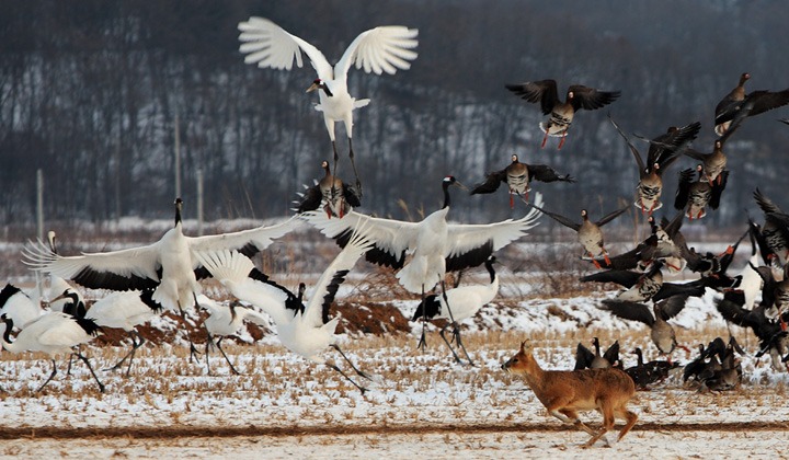 철원 두루미 탐조 방법 코스