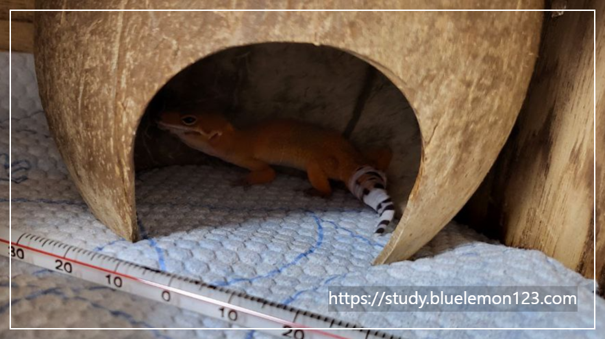 레오파드 게코가 스트레스를 받을 때 보이는 행동