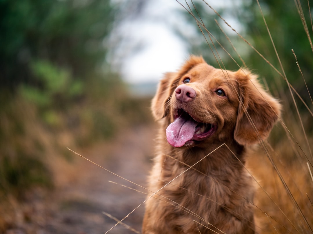 Pet