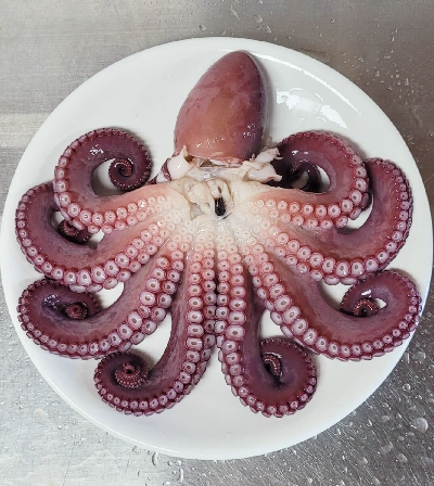 문어숙회