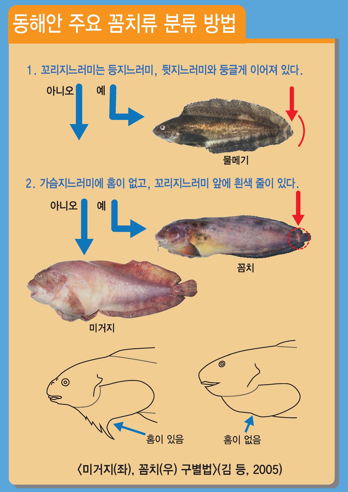 꼼치