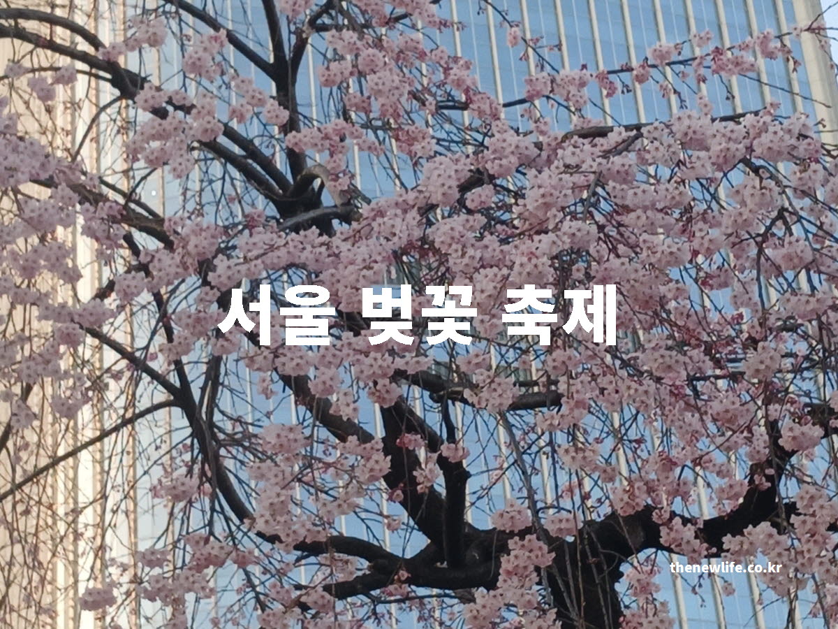 서울 벚꽃 축제 대표 사진