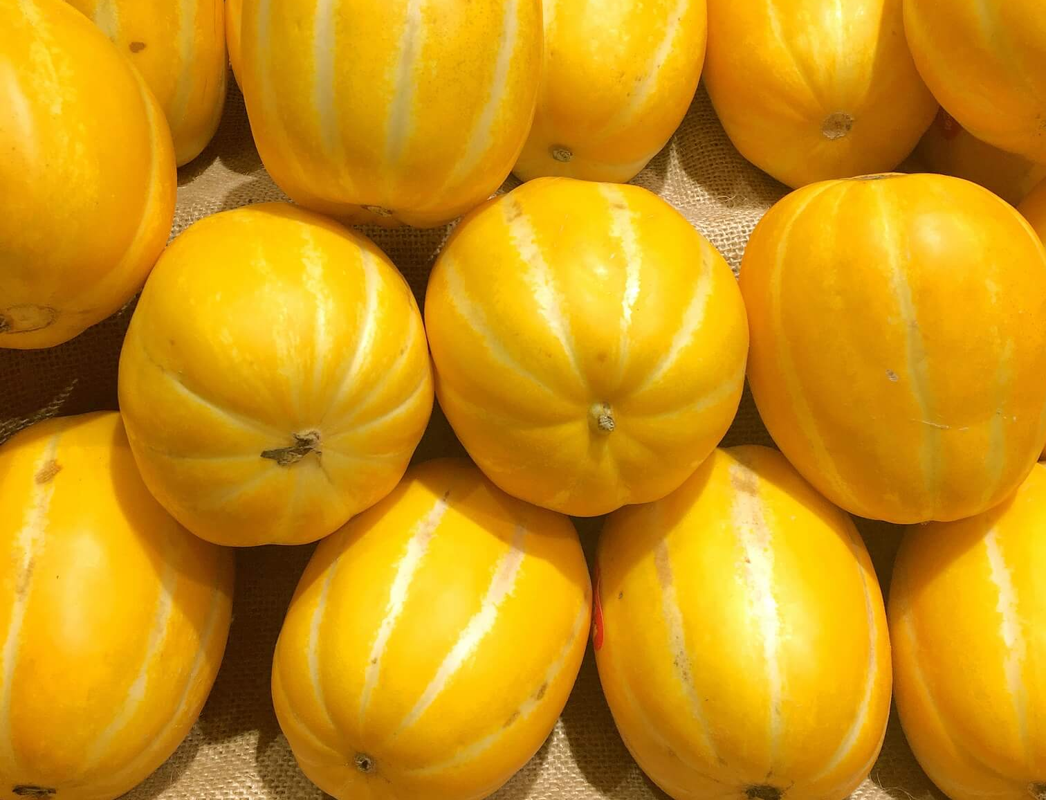 참외 심는 시기