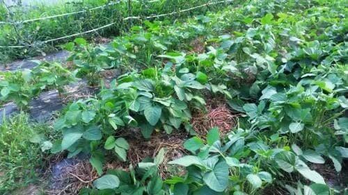 메주콩-백태-노란콩-개화시기-병충해-노린재