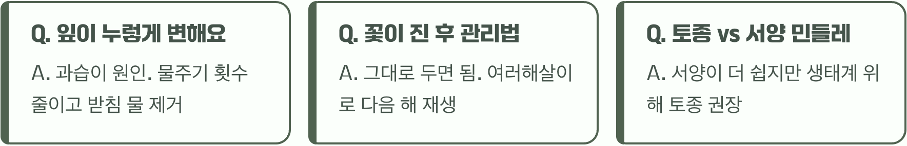아파트 화분에서 토종 민들레 씨앗부터 꽃까지 키우기 도전! (성공 꿀팁)