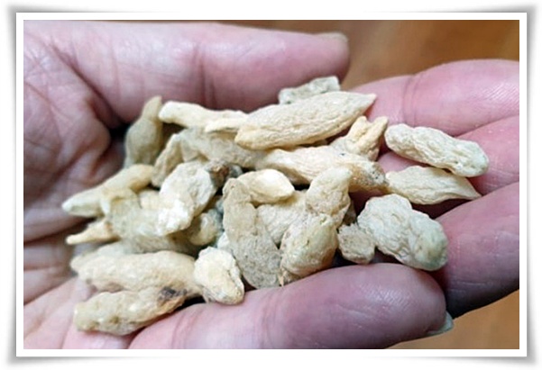 화초 "맥문동" 사계절 내내 우아한, 척박한 땅에서도 꽃 피우는 생명력!