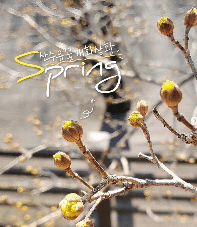 2025 봄꽃 축제 - 산수유1