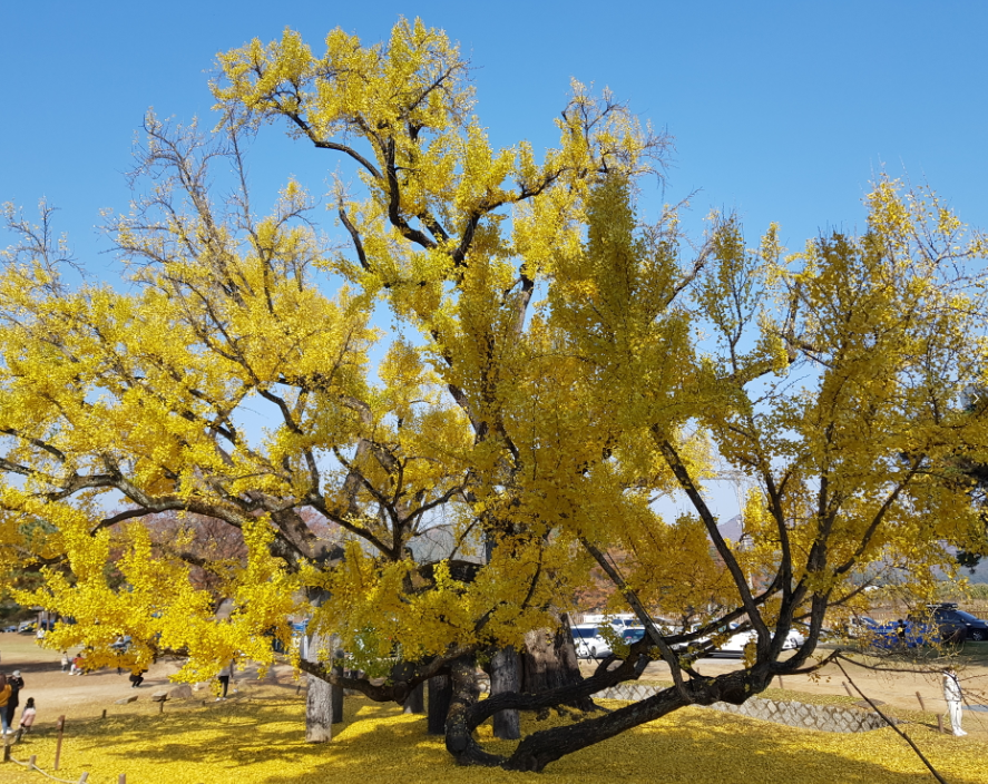 은행나무명소 도동서원