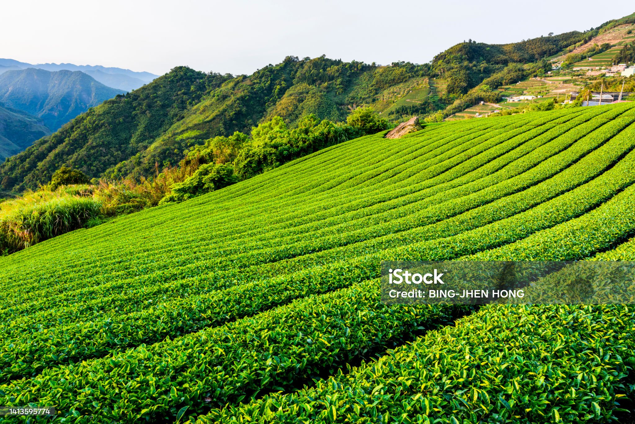 녹차-관련-사진