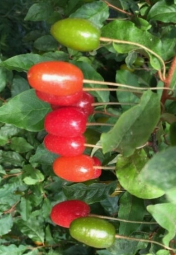 보리수 열매 효능