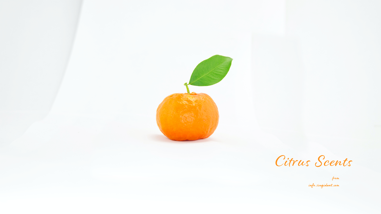01 녹색 잎이 달린 감귤 C - Citrus Scents 주황색배경화면