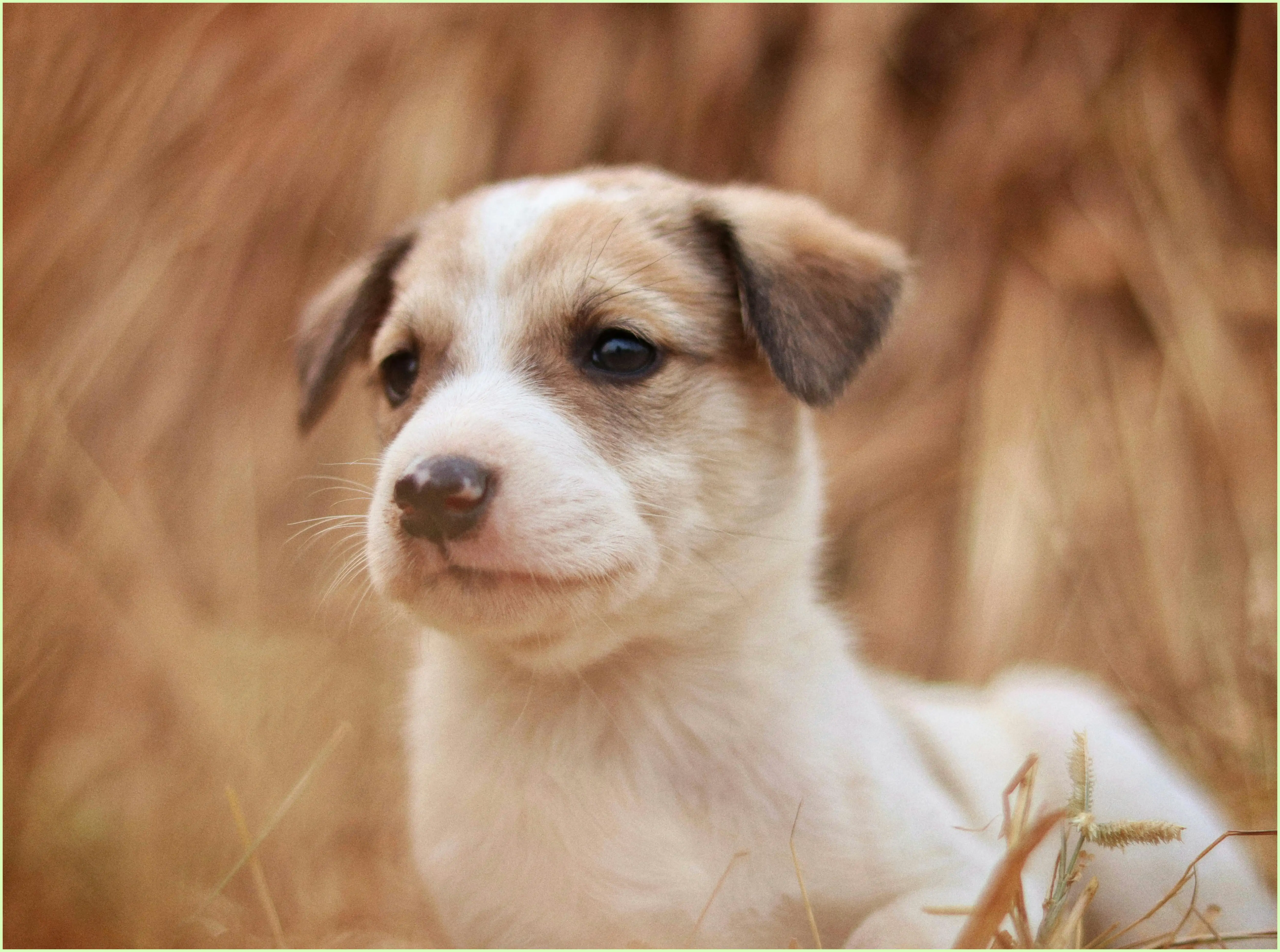 강아지 귤 먹어도 되나요? 소량 급여와 안전한 급여법