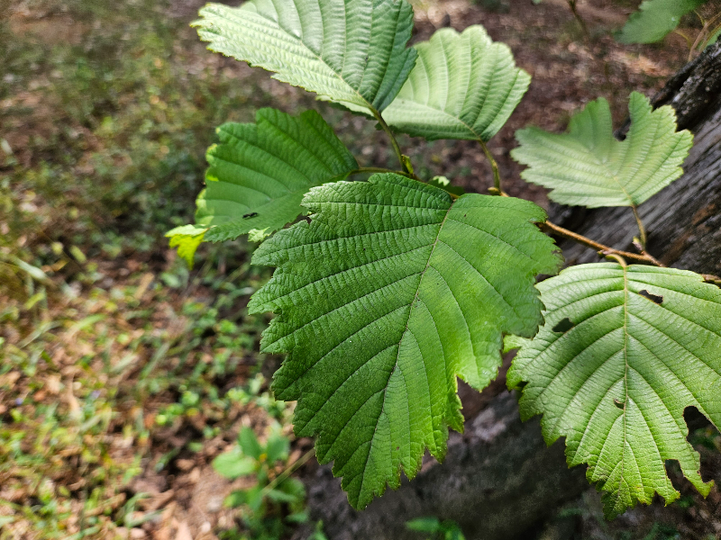 물오리나무 잎2