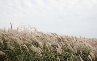 서울 억새축제 2025 일정위치 총정리로 안내_20