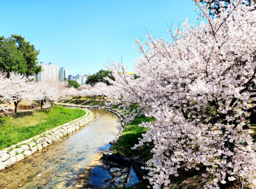  김해 벚꽃 명소