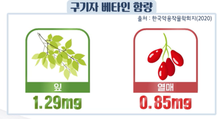 구기자 효능