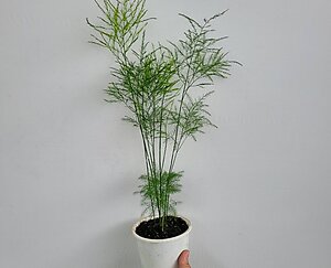  아스파라거스 바르가투스