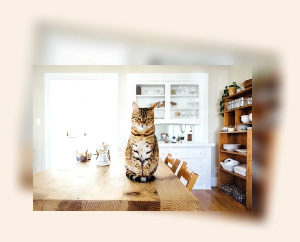 고양이 건강 관리_1_subsection