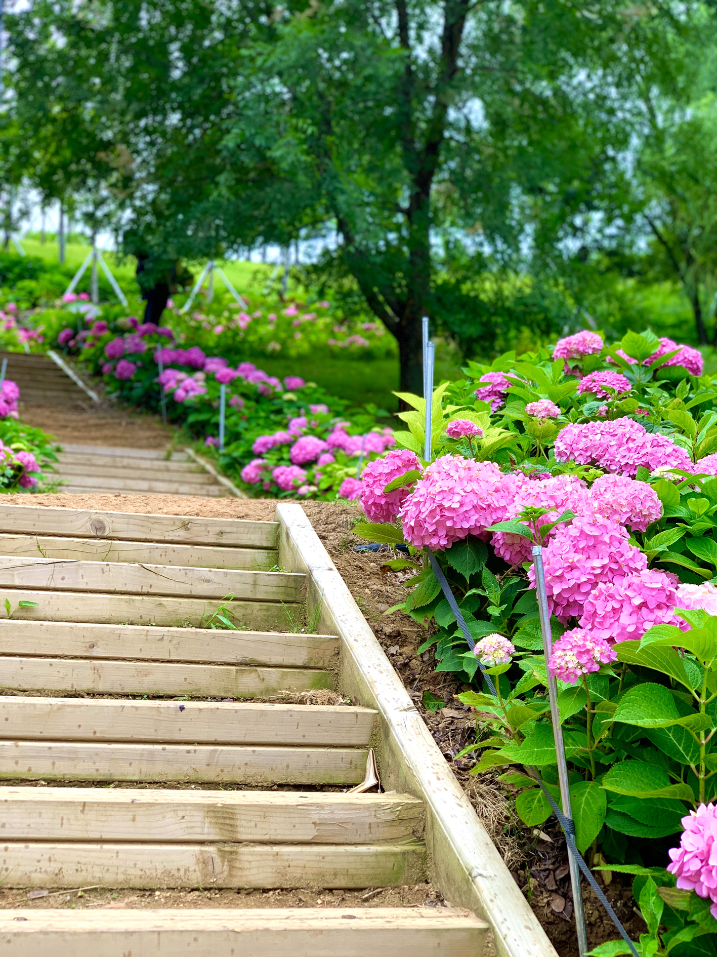 구미다온숲 수국핀 모습입니다.