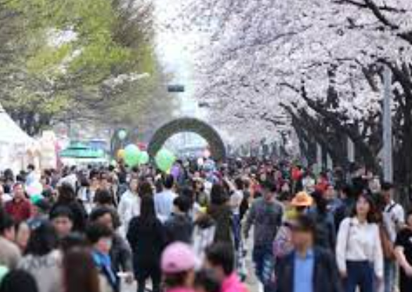 여의도=봄꽃=축제1