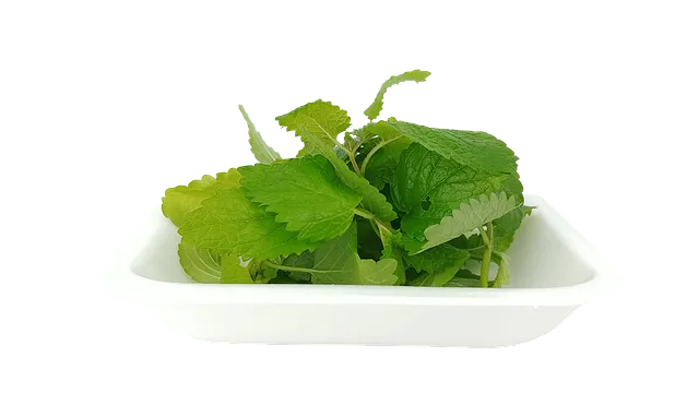 레몬밤 재배 반그늘 배치 화분 재배 잎 차로 활용_6