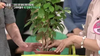 물냉이 재배 수경 재배 물 갈이 그늘 자리 잡기_8