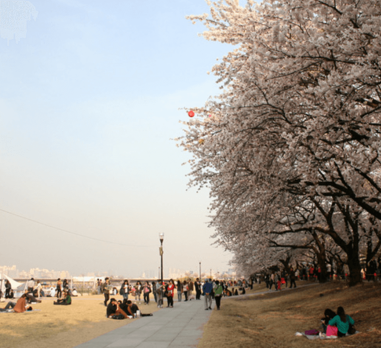영등포 벚꽃
