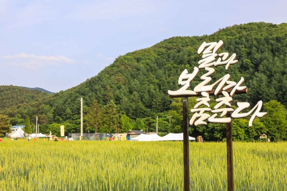양평 밀 축제