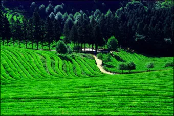 보성 녹차밭 대한다원 입장료 주차 코스 정보 총정리_18