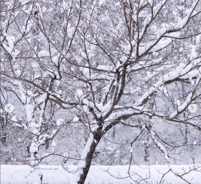 추운 도시 태백의 눈꽃
