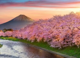 후쿠오카-벚꽃-개화시기-6