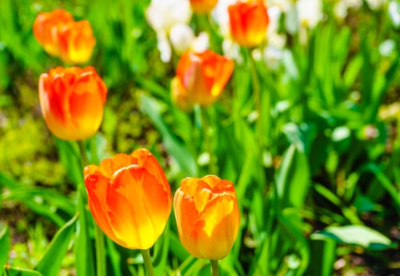 장생포 고래문화마을 튤립 정원에서 찍은 사진