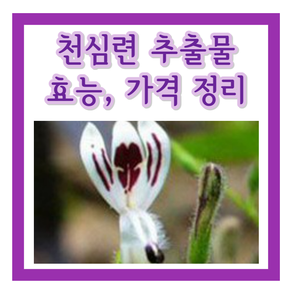 천심련