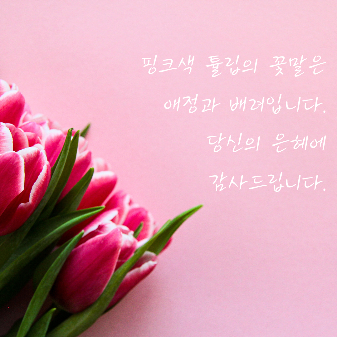 튤립 꽃말