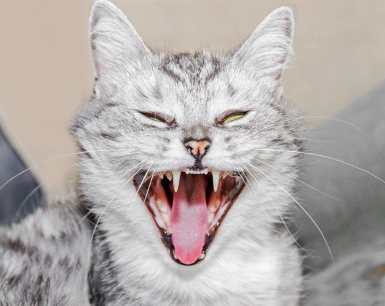 샤라는 고양이가 있다.