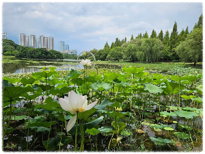 일산호수공원