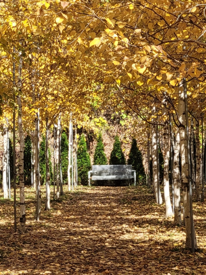 특색있고 아름다운 민간 정원 30선 추천 여행 - 12. 인제 찍박골 정원