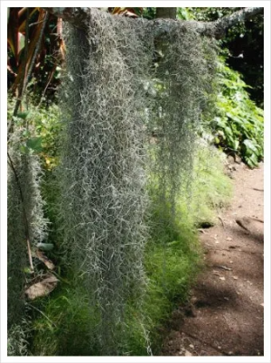 "수염틸란드시아