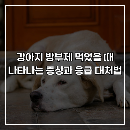 강아지 방부제 먹었을 때 나타나는 증상과 응급 대처법! 실리카겔 섭취 시 조치 가이드