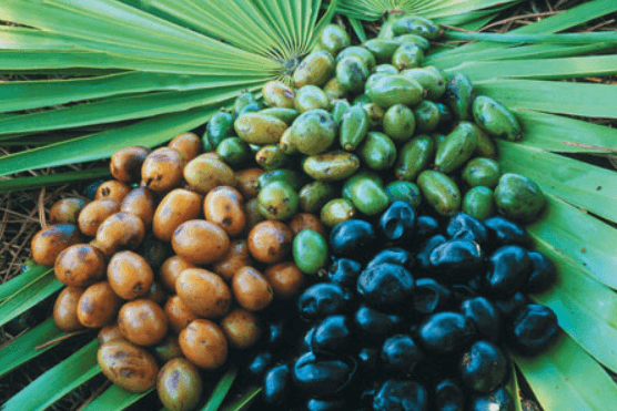 전립선-건강-영양제-추천