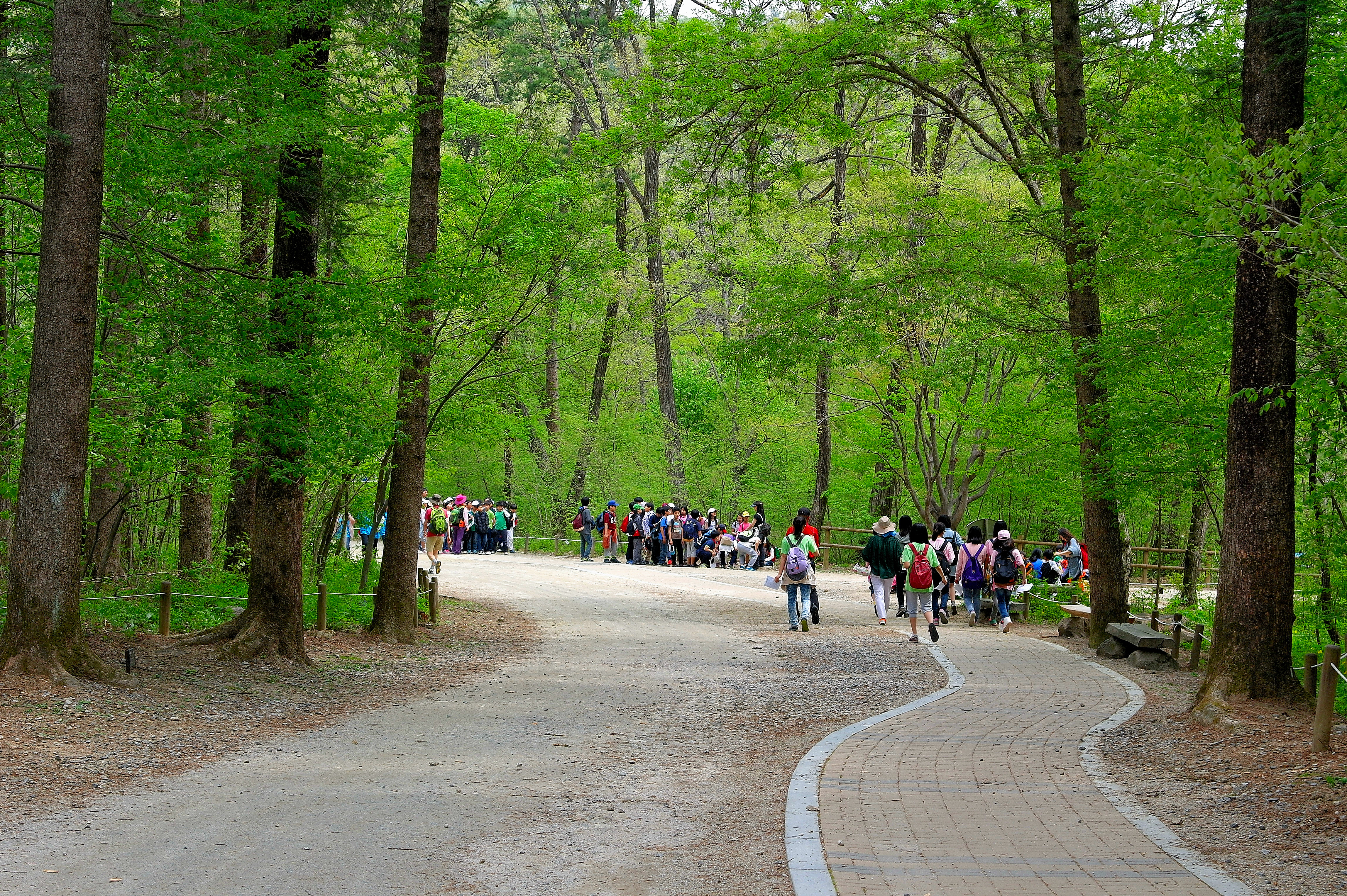 [반려견 동반 여행지, 서울 근교]포천 국립수목원 반려견과의 숲속 산책, 여기가 진짜 힐링이다