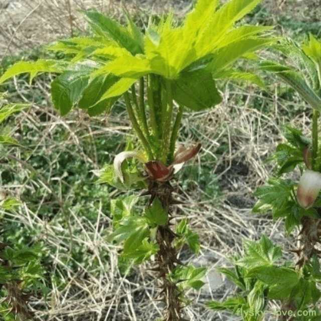 제철 나물 자연산 엄나무순 개두릅