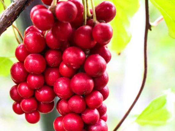 체력 증진에 도움을 주는 오미자