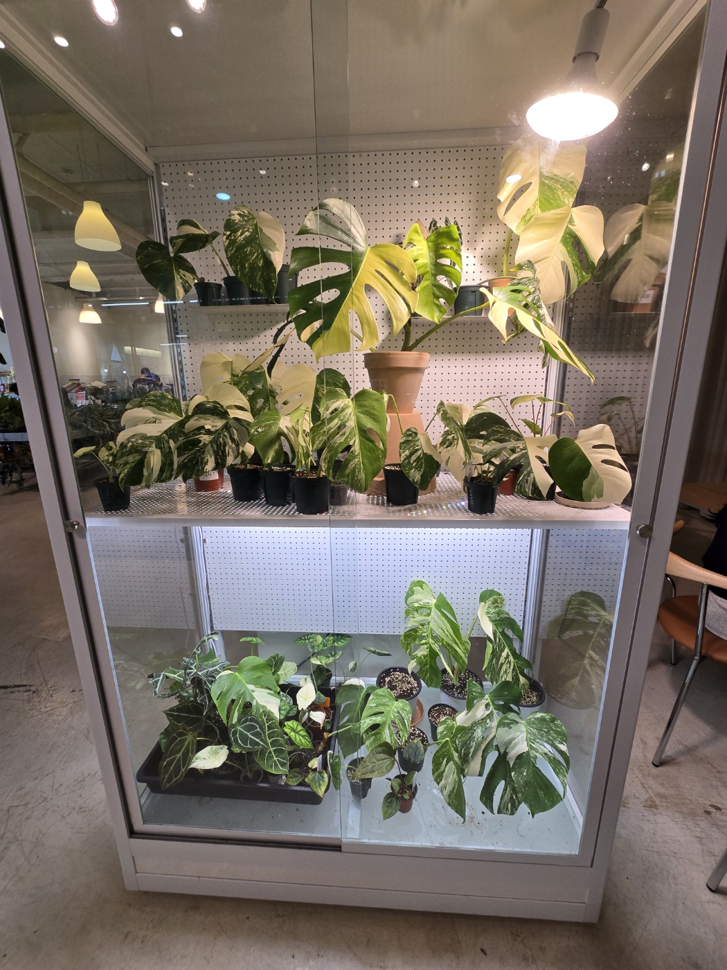 온실장엣 순화중인 식물들