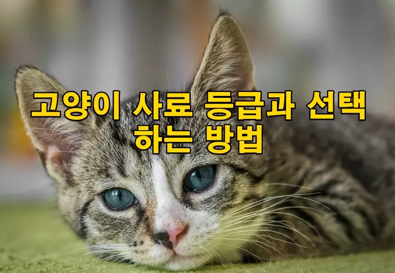 고양이 사료 등급과 선택하는 방법