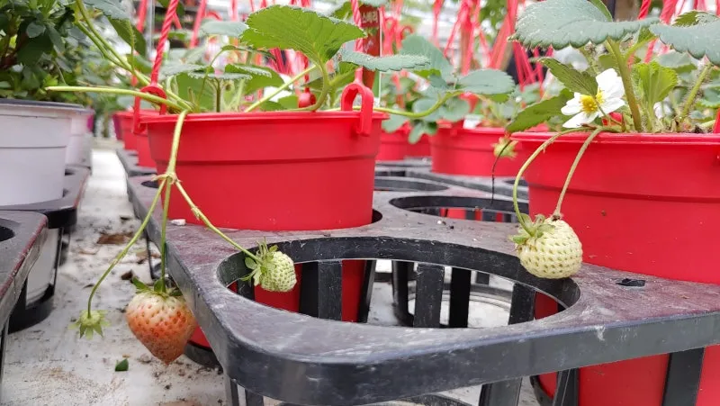 딸기 키우기 물주기 수경재배 비료관리 햇빛배치 실내 재배 팁_5